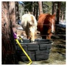 HORSES 3