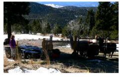 Livestock