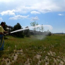 watering 4